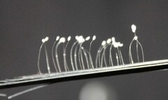 Bình Dương: Hoa Ưu Đàm nở trên dây ni-lông