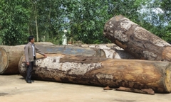 Tái diễn nạn khai thác gỗ trái phép tại Khu BTTN Nam Nung