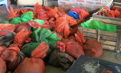 Bắt giữ thương lái Trung Quốc cùng 3,5 tạ tê tê