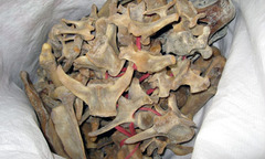 Hải quan Nội Bài thu giữ 4kg nghi là xương động vật hoang dã 