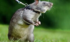 Bị bắt vì tội bạo hành... chuột