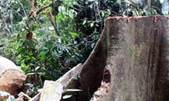 4 người chết vì đổ xô vào rừng khai thác ươi