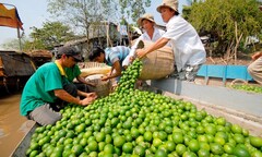 Dân miền Tây hốt bạc nhờ cây chanh bông tím