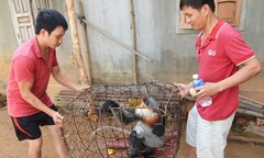 Phát hiện một cá thể voọc chà vá đặc biệt quý hiếm