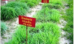 Giảm phát thải nhà kính