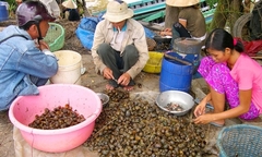 Mất cân bằng sinh thái bởi sinh vật ngoại lai