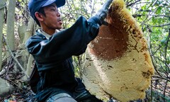 Phú Yên: Đua nhau vào rừng săn mật ong bán giá 1 triệu đồng/lít