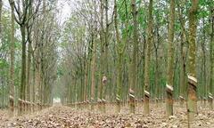 Tây Nguyên: Dân khóc ròng, quay lưng với  "cây vàng trắng "