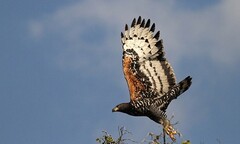 Chuyện chưa biết về loài ‘ác điểu’ khổng lồ ở Việt Nam