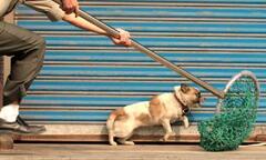 Xuất hiện đường dây trộm chó rồi đòi tiền chuộc