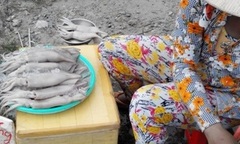 Cận cảnh mực “siêu rẻ” xuất hiện ở Cần Thơ