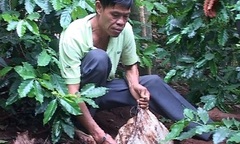 Bắt giữ vụ vận chuyển, tàng trữ hơn 800kg thuốc bom