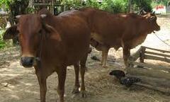 Nhờ dây cột chặt, bắt được kẻ trộm bò