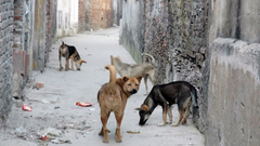 TP.HCM: Bắt hết chó, mèo thả rông