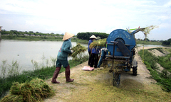 Người dân tập trung gặt lúa... chạy bão