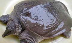 Nửa triệu đồng một con cua đinh giống ở miền Tây