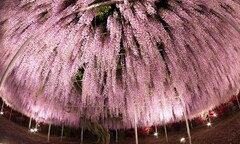 Vẻ đẹp thần tiên  "không tin nổi " của vườn hoa tử đằng trăm tuổi