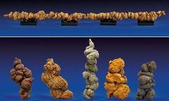 Đấu giá... phân khủng long dài nhất thế giới