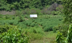 Gần 50ha rừng nguyên liệu giấy bị triệt hạ