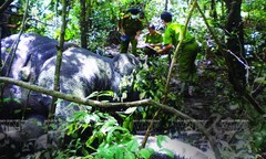 Tiếng kêu cứu của đàn voi từ núi rừng Tây Nguyên