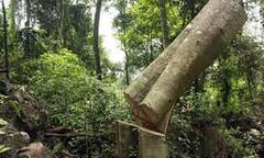 Bắt nhóm lâm tặc tàn phá Khu bảo tồn Pù Huống