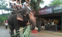 Đột nhập “nghĩa trang” voi độc nhất vô nhị ở Tây Nguyên