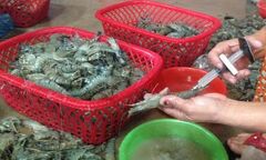 Bơm tạp chất vào tôm sú để tăng trọng