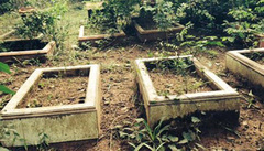 Nữ đại gia bí ẩn mua đất xây  "lâu đài " cho... chó và bò