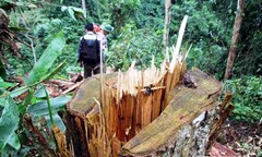 Khởi tố Phó Giám đốc thuê người phá rừng