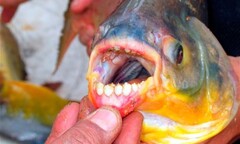 Loài cá săn tinh hoàn người xuất hiện ở Nga