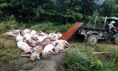 171 con lợn bị sét đánh cháy đen