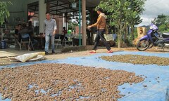 Cơn sốt săn ươi rừng lên tận vùng Tây Nguyên