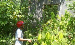 Hoang mang  "Xóm ung thư " nơi kho thuốc sâu ở Nghệ An