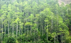 Dân phải thuê lại đất của mình để sản xuất