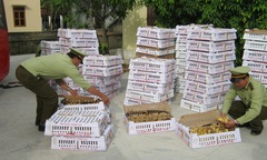 Bắt xe khách chở gần 5 nghìn con gia cầm không rõ nguồn gốc