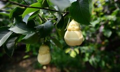 Kỳ lạ quả bầu, lê hình Phật Bà Quan Âm và Di Lặc