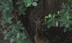 Tây Nguyên: Động vật hoang dã dần biến mất