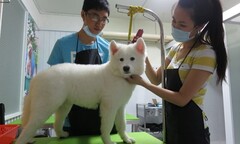 Khách sạn 5 sao dành cho… thú cưng