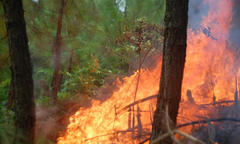 “Bà hỏa” thiêu rụi 35ha rừng phòng hộ ở Nghệ An