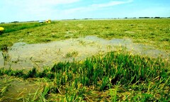 Vỡ đê bao lửng, dân mất trắng 85ha lúa vụ 3