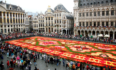 Thảm hoa lộng lẫy dệt từ 750.000 bông thu hải đường