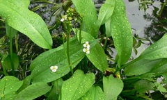  Không lo gút tái phát khi chuyển mùa