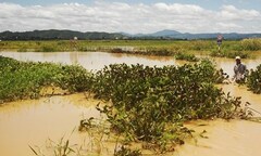 Dân lội sông vì cầu... chìm dưới nước