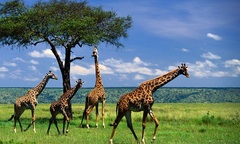 Những loài vật có sở thích làm  "chuyện ấy " quái đản nhất