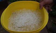 Lâm Đồng: Mưa đá tàn phá hàng chục diện tích rau, hoa