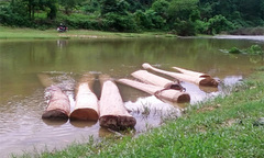 Rừng phòng hộ bị ‘giết’: Kiểm lâm mỏng, hay làm ngơ?