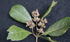 Phát hiện quần thể Sồi ba cạnh quý hiếm tại Khu BTTN Nam Nung