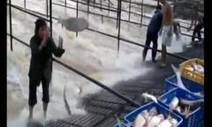 Cách bắt cá trên sông độc nhất vô nhị ở Việt Nam