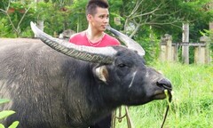 Hải Phòng cháy vé xem chọi trâu dịp 2/9