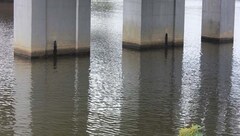 Phát hiện xác phụ nữ nổi dưới chân cầu Bạch Hổ